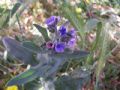 Cynoglossum creticum